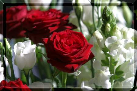 blume