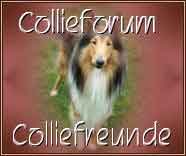 zum Collieforum